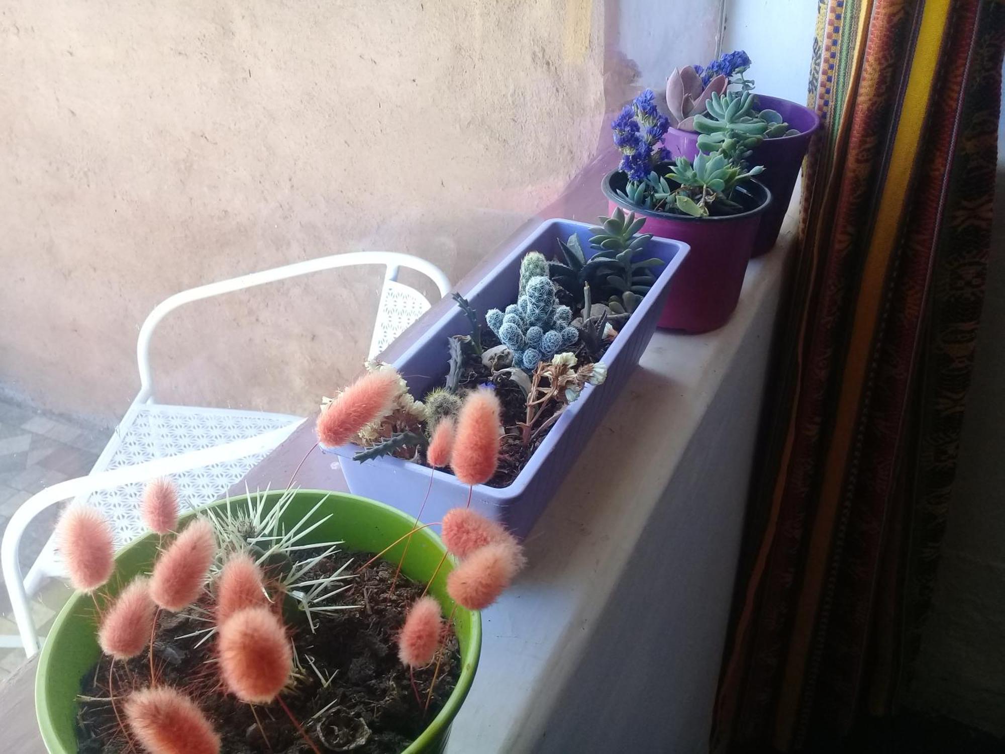 Cabana El Cardon,Casita En El Campo Quebradeno Humahuaca Eksteriør billede