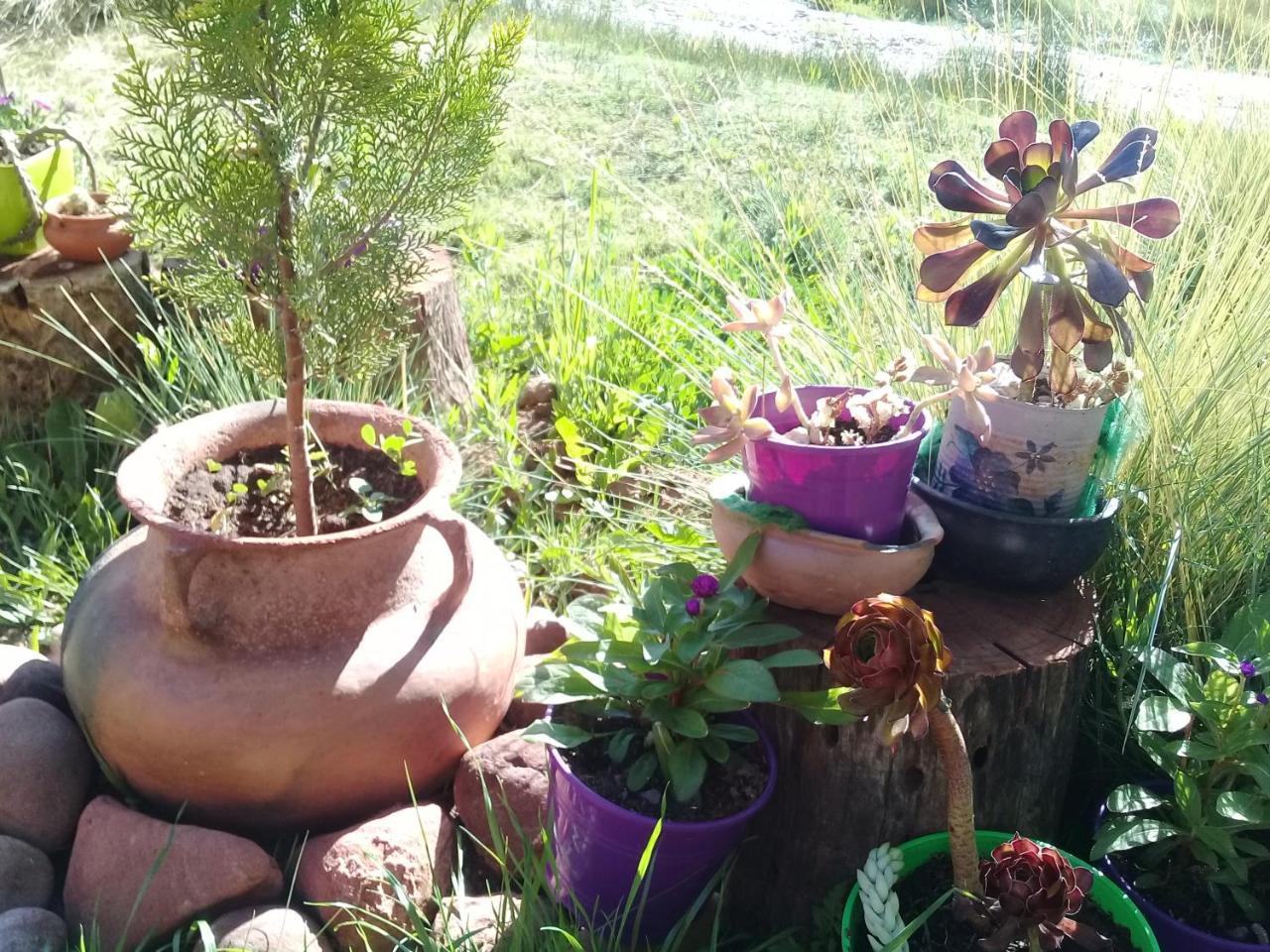 Cabana El Cardon,Casita En El Campo Quebradeno Humahuaca Eksteriør billede