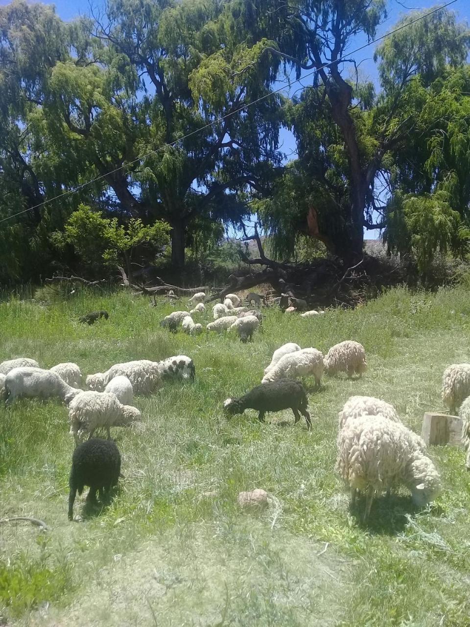 Cabana El Cardon,Casita En El Campo Quebradeno Humahuaca Eksteriør billede